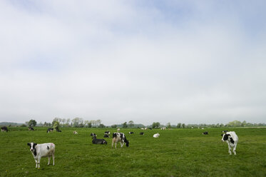 Belgium, Bruges, West Flanders, View of cows grazing on country grass - MUF000948