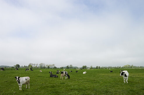 Belgien, Brügge, Westflandern, Blick auf grasende Kühe auf dem Land - MUF000948