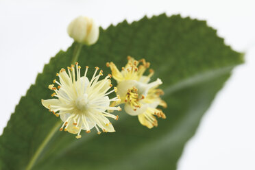 Lime leaves and blossoms against white background - CSF013787