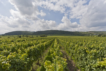 Deutschland, Rheinland-Pfalz, Pfalz, Wachenheim an der Weinstraße, Blick auf einen Weinberg - WDF000759