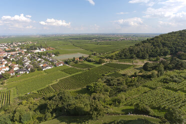 Deutschland, Rheinland-Pfalz, Pfalz, Wachenheim an der Weinstraße, Blick auf einen Weinberg - WDF000761