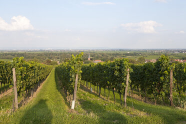 Deutschland, Rheinland-Pfalz, Pfalz, Deutsche Weinstraße, Blick auf einen Weinberg - WDF000762