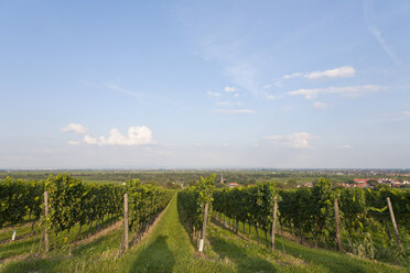 Deutschland, Rheinland-Pfalz, Pfalz, Deutsche Weinstraße, Blick auf einen Weinberg - WDF000763