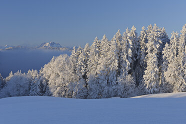Europa, Schweiz, Kanton Zug, Schneebedeckte Bäume im Wald mit Berg im Hintergrund - RUEF000624