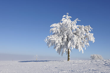 Europa, Schweiz, Kanton Zug, Blick auf Baum in verschneiter Landschaft - RUEF000626