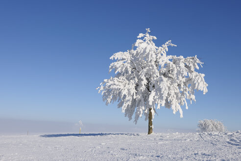 Europa, Schweiz, Kanton Zug, Blick auf Baum in verschneiter Landschaft - RUEF000626