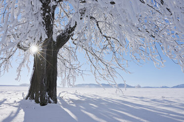 Europa, Schweiz, Kanton Zug, Blick auf Baum in verschneiter Landschaft - RUEF000628