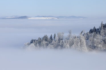 Europa, Schweiz, Kanton Bern, Blick auf Hügel mit Wald - RUEF000631