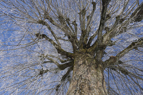 Europa, Schweiz, Kanton Bern, Baum mit RaureifEuropa, Schweiz, Kanton Bern, Baum mit Raureif, lizenzfreies Stockfoto