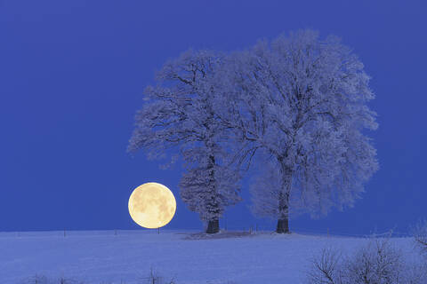 Europe, Switzerland, Canton of Bern, Hoar-frost on tree at night stock photo