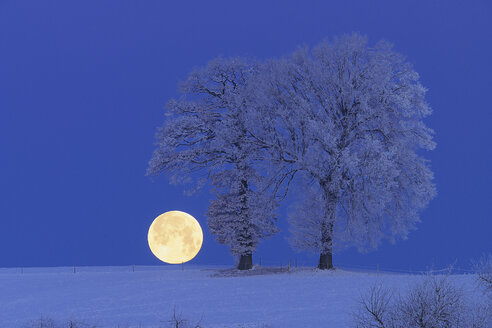 Europa, Schweiz, Kanton Bern, Raureif auf Baum bei Nacht - RUEF000634