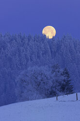 Europa, Schweiz, Kanton Bern, Blick auf verschneiten Wald bei Nacht - RUEF000635