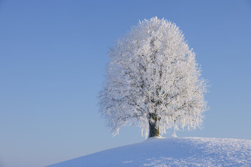 Europa, Schweiz, Kanton Zug, Blick auf Linde in verschneiter Landschaft - RUEF000637