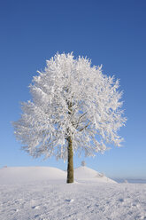 Europa, Schweiz, Kanton Zug, Blick auf Linde in verschneiter Landschaft - RUEF000534