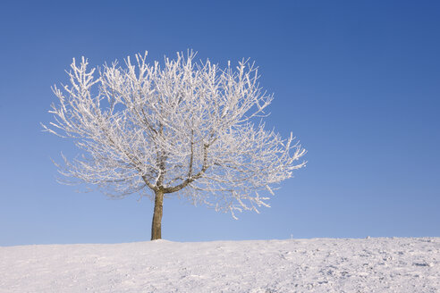 Europa, Schweiz, Kanton Zug, Blick auf Baum in verschneiter Landschaft - RUEF000535