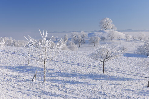 Europa, Schweiz, Kanton Zug, Blick auf Baum in verschneiter Landschaft - RUEF000536