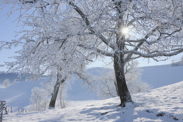 Europa, Schweiz, Kanton Zug, Blick auf Baum in verschneiter Landschaft - RUEF000537
