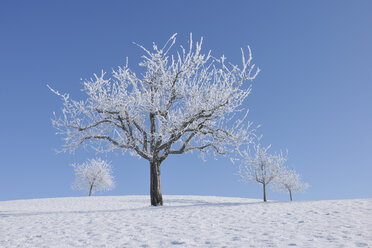 Europa, Schweiz, Kanton Zug, Blick auf Baum in verschneiter Landschaft - RUEF000538