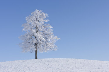 Europa, Schweiz, Kanton Zug, Blick auf Baum in verschneiter Landschaft - RUEF000539