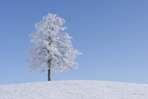 Europa, Schweiz, Kanton Zug, Blick auf Baum in verschneiter Landschaft - RUEF000539