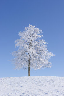 Europa, Schweiz, Kanton Zug, Blick auf Baum in verschneiter Landschaft - RUEF000540