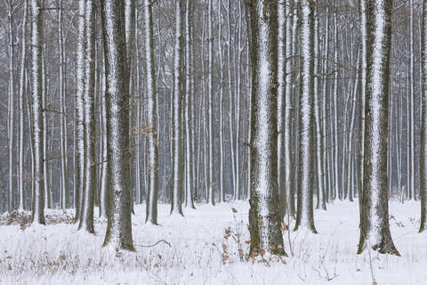 Deutschland, Bayern, Franken, Blick auf verschneiten Wald im Winter, lizenzfreies Stockfoto