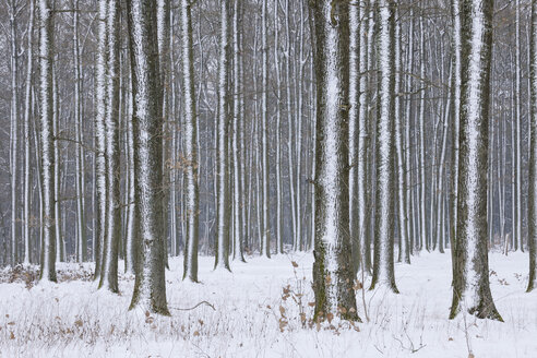 Deutschland, Bayern, Franken, Blick auf verschneiten Wald im Winter - RUEF000543