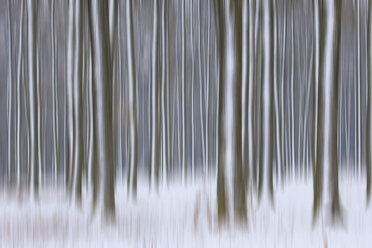 Deutschland, Bayern, Franken, Blick auf verschneiten Wald im Winter - RUEF000544