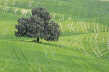 Spanien, Andalusien, Ansicht einer Steineiche im Vorfrühling - RUEF000618