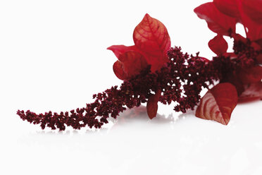 Amaranth on white background - CSF013827