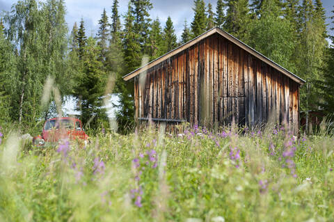 Schweden, Lappland, Blick auf eine alte Scheune inmitten einer blühenden Wiese in Kvikkjokk, lizenzfreies Stockfoto