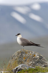 Schweden, Lappland, Skua im Sarek-Nationalpark, Nahaufnahme - SHF000492