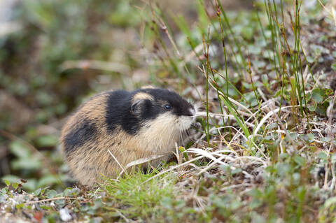 Schweden, Lappland, Lemming im Sarek-Nationalpark, Nahaufnahme, lizenzfreies Stockfoto