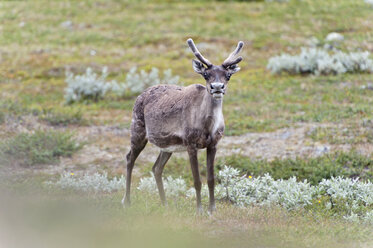 Schweden, Lappland, Rentiere im Sarek-Nationalpark - SHF000494