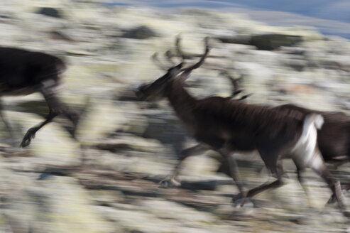 Sweden, Lapland, Reindeers running at the Vadvetjakka in the Sarek national park - SHF000503