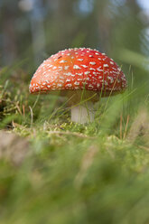 Schweden, Lappland, Fliegenpilz im Wald von Jokkmokk, Nahaufnahme - SHF000509