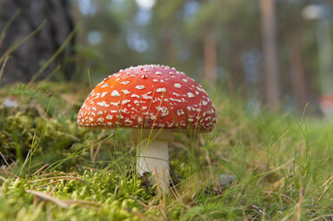 Schweden, Lappland, Fliegenpilz im Wald von Jokkmokk, Nahaufnahme - SHF000510