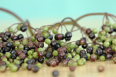 Elder fruits, close up - ASF004263