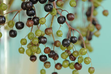 Elder fruits, close up - ASF004264