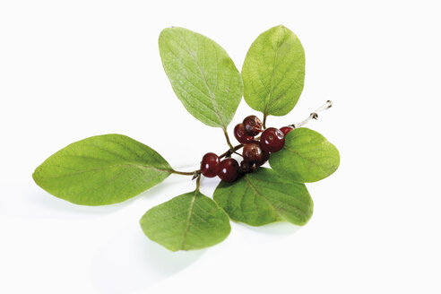 Fliegendes Geißblatt (LoniceraÂ xylosteum) auf weißem Hintergrund, Nahaufnahme - CSF014098