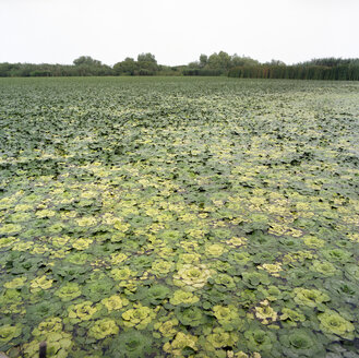 Rumänien, Donaudelta, grüne Seerosen auf Teich - PMF000864