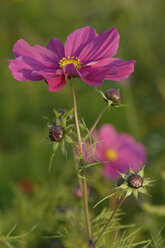 Deutschland, Baden-Württemberg, Feld von cosmos bipinnatus - CRF001994