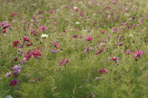 Deutschland, Baden-Württemberg, Feld von cosmos bipinnatus, lizenzfreies Stockfoto