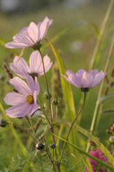 Germany, Baden-Württemberg, Field of cosmos bipinnatus - CRF001998