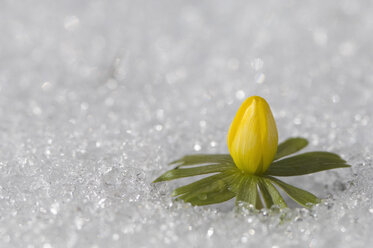 Germany, Bavaria, Winter aconite in snow, close up - CRF002000