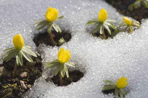 Deutschland, Bayern, Wintereisenhut im Schnee, Nahaufnahme, lizenzfreies Stockfoto