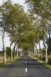 France, Aude, Lagrasse, View of street passing through trees - MUF000960