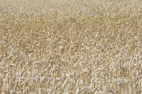 Deutschland, Bayern, Blick auf ein Weizen- und Maisfeld, lizenzfreies Stockfoto
