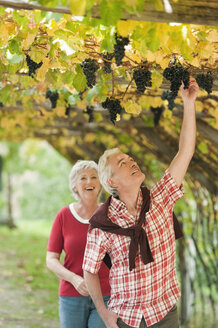 Italy, South Tyrol, Mature couple in vineyard - WESTF015978