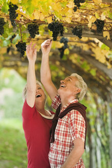 Italy, South Tyrol, Mature couple in vineyard - WESTF015981